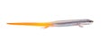 peninsula mole skink lizard - Plestiodon egregius onocrepis - side profile view showing pretty orange red tail isolated on white