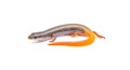 peninsula mole skink lizard - Plestiodon egregius onocrepis - side view showing pretty curled orange red tail isolated on white