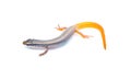 peninsula mole skink lizard - Plestiodon egregius onocrepis - top side view showing pretty curled orange red tail isolated on