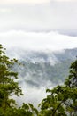 Peninsula Osa national park, Rainforest