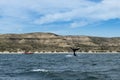 Boats with tourists watching South Right Whales at the Valdes Peninsula in Argentina