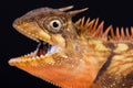 Peninsular horned tree lizard Acanthosaura armata Royalty Free Stock Photo