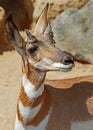 Peninsular Pronghorn