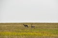 Peninsular Pronghorns Standing on the Plains