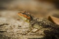 Peninsular rock agama / South Indian rock agama