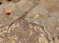 Peninsular rock agama / South Indian rock agama(Psammophilus dorsalis) Female sitting on Rock