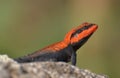 Peninsular rock agama / South Indian rock agama(Ps