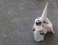 A penitent walks in the street with a baby in the procession of Holy Week