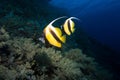 Pennant bannerfish in the red sea Royalty Free Stock Photo