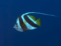 Pennant coralfish