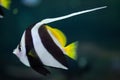 Pennant coralfish (Heniochus acuminatus). Royalty Free Stock Photo