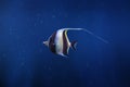 Pennant Coralfish or Longfin Bannerfish - Marine Fish