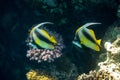 Pennant coralfish Heniochus acuminatus, longfin bannerfish in Red Sea, Egypt. Pair of tropical striped black and yellow fish in Royalty Free Stock Photo