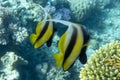 Pennant coralfish Heniochus acuminatus, longfin bannerfish in Red Sea, Egypt. Pair of tropical striped black and yellow fish in Royalty Free Stock Photo