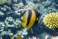 Pennant coralfish Heniochus acuminatus, longfin bannerfish in Red Sea, Egypt. Tropical striped black and yellow fish in a coral Royalty Free Stock Photo
