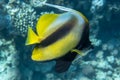 Pennant coralfish Heniochus acuminatus, longfin bannerfish in Red Sea, Egypt. Tropical striped black and yellow fish in a coral