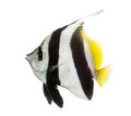 Pennant Coralfish, Heniochus acuminatus,