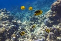 Pennant coralfish longfin bannerfish, Blue-cheeked and Raccoon Butterflyfish Chaetodon in colorful coral reef, Red Sea, Egypt