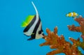Pennant coralfish or Longfin bannerfish
