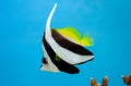 Pennant coralfish or Longfin bannerfish