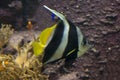 The Pennant coralfish, longfin bannerfish, reef bannerfish, coachman Heniochus acuminatus.