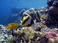 Pennant coralfish, longfin bannerfish, reef bannerfish Royalty Free Stock Photo