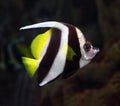 Pennant coralfish underwater