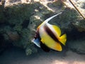 Pennant fish