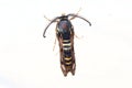 Raspberry clearwing s Royalty Free Stock Photo