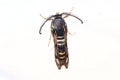 Raspberry clearwing s