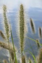 Pennisetum alopecuroides - Canada Bay