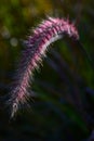 CHINESE PENNISETUM ALOPECUROIDES 3 FROM AL