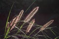 Pennisetum alopecuroides, fountain grass