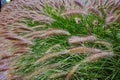 Pennisetum alopecuroides - garden decoration Fountain Grass
