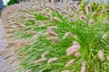 Pennisetum alopecuroides - garden decoration Fountain Grass Royalty Free Stock Photo