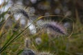 Pennisetum alopecuroides hameln foxtail fountain grass growing in the park, beautiful ornamental autumnal bunch of fountaingrass