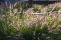 Pennisetum alopecuroides hameln foxtail fountain grass growing in the park, beautiful ornamental autumnal bunch of fountaingrass