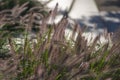 Pennisetum alopecuroides hameln foxtail fountain grass growing in the park, beautiful ornamental autumnal bunch of fountaingrass