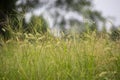 Pennisetum alopecuroides L. Spreng.