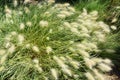 Pennisetum alopecuroides plants