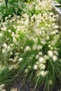 Pennisetum alopecuroides plants Royalty Free Stock Photo