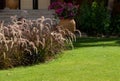 Pennisetum bush on the background of the wall and pink flowers Royalty Free Stock Photo