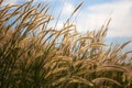 Pennisetum flower