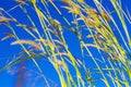 Pennisetum flower and blur sky