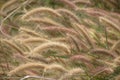 Pennisetum flower