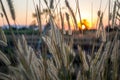 Pennisetum flower