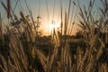 Pennisetum flower