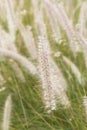 Pennisetum flower in the garden