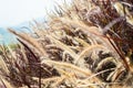 Pennisetum flower with red leaves and mountain in background