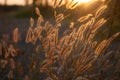 Pennisetum flower in sunset